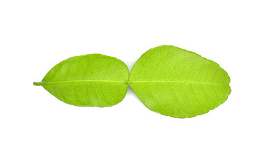 Bergamot leaf on white background