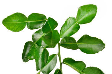 Fototapeta na wymiar Bergamot leaves on white background