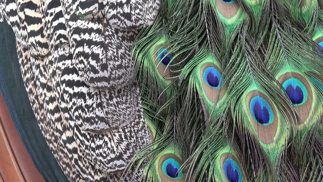 Gefieder vom Pfau