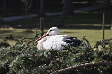 The nesting Stork