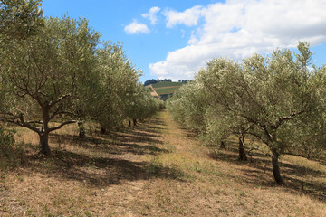 Fototapeta na wymiar Olive grove