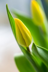 Yellow tulips close up