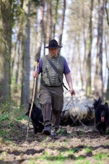 Schäfer mit Hütehund und Herde