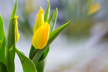 Yellow tulips close up