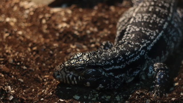 Big Tegu Lizard