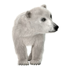 Baby Polar Bear