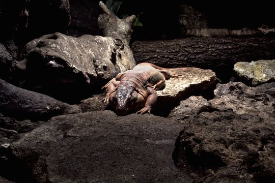 Pink Iguana