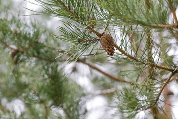 Cone on tree
