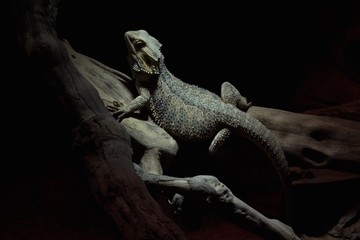 Iguana