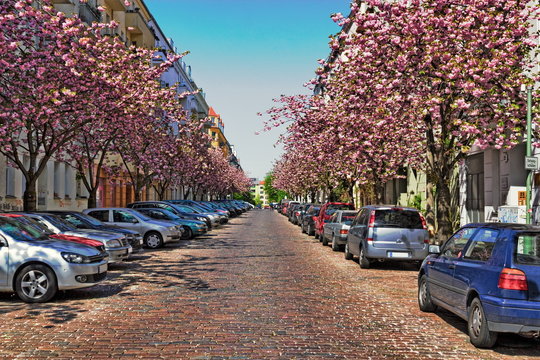 Kirschbl&uuml;tenallee