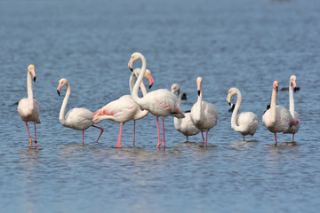 Obraz premium fenicotteri rosa (Phoenicopterus roseus)