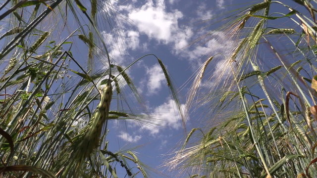Ripe barley barleycorn plant crops ears move in wind