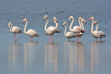 fenicotteri rosa (Phoenicopterus roseus)
