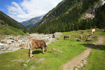 Fototapeta na wymiar Austria,valle dello Stubai.