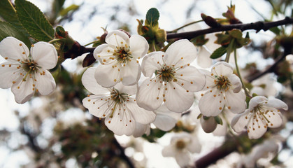 Obraz premium flowering branch