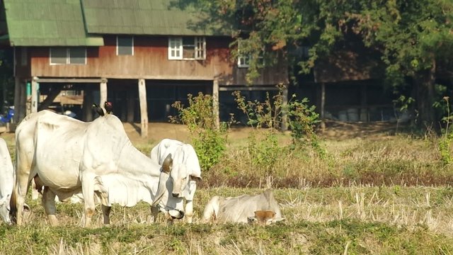 footage of mother cow softly headbutt her offspring