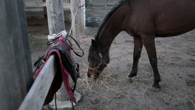 Arabian horse grazing in the stall corral levade, eat hay