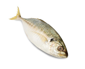 Fresh Fish