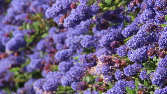 Blue and bees
