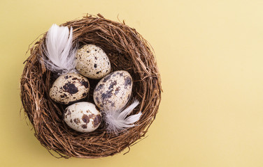 Obraz premium Quail egg in nest, spring and easter