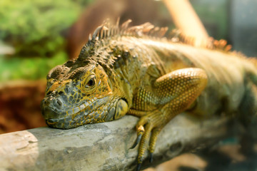 iguanas who sleeps on a thick branch