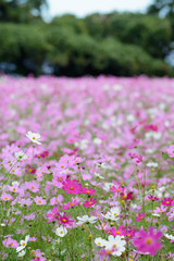 Fototapeta premium コスモス畑