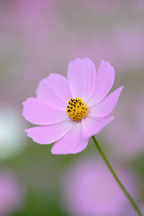 Fototapeta premium コスモス