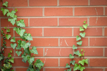 Adobe Brick wall background in UK home..