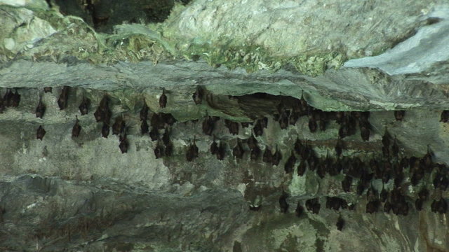 Bats in a cave in Lucayan National Park on Grand Bahama 