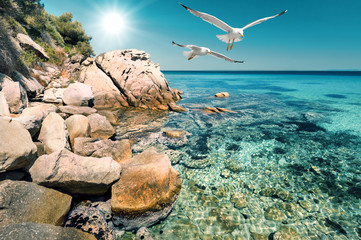 Seagulls over shallow water in Northern Greece