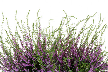 Besenheide (Calluna vulgaris)