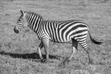Fototapeta na wymiar Zebra in the grasslands