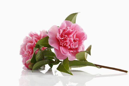 Kamelie (Camellia japonica)