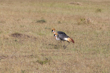 Crowned Crane