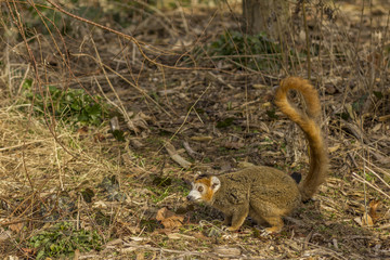 Crowned Lemur in the ground