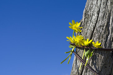Flowers above the sky