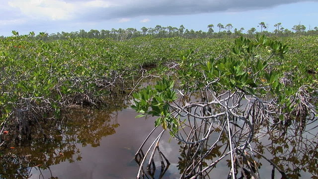  Lucayan National Park On Grand Bahama 