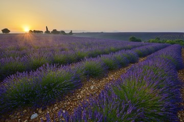 Plakat lavender fields in Provence