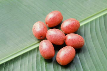purging croton on  banana leaf © kaidevil