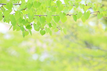 Obraz premium ハートの新緑