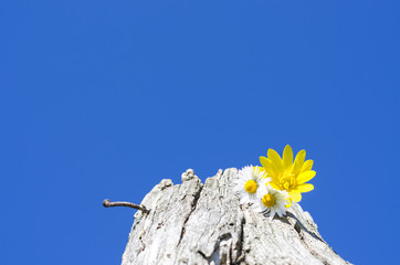 Flowers above the sky 3