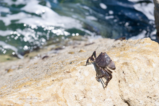 Little Crab on th rock