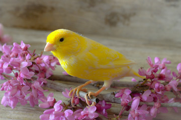 Canary  bird.