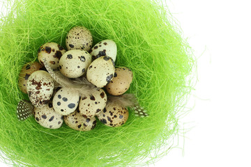 Obraz premium quail egg in the nest