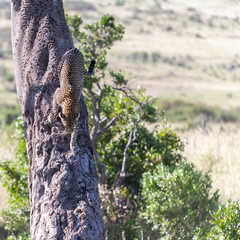 Leopard in big tree