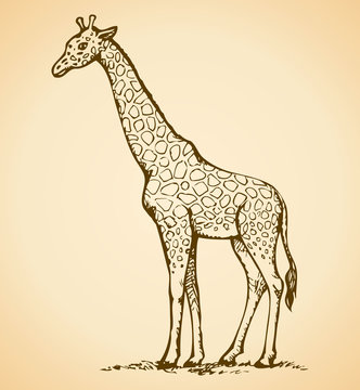 Giraffe. Vector drawing