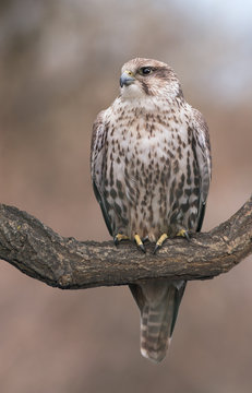 Saker falcon on natural background