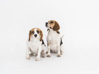 Two beagle dogs isolated on white