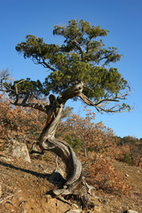 Juniper. Juniper in sunny autumnal day on the hillside. Crimea.