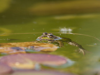 green frog in the pond
